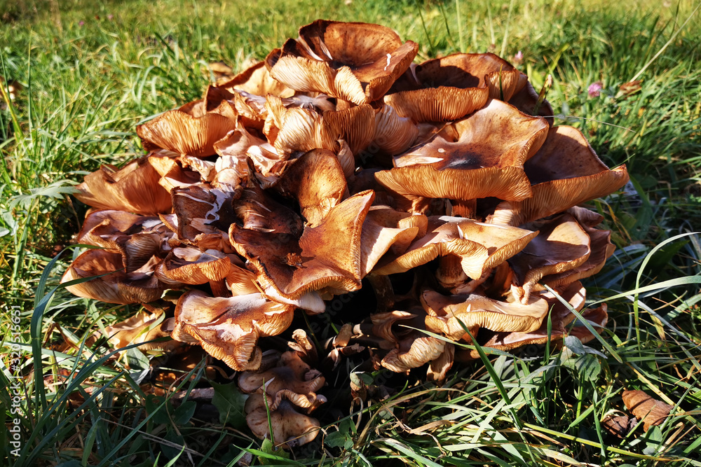 honey mushrooms in the garden honey mushrooms in the garden