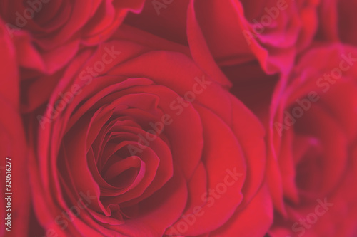 Red roses background. Close up. 8 march  14 february  st valentine day and women s day concept. Love and romantic background concept. Selective focus.