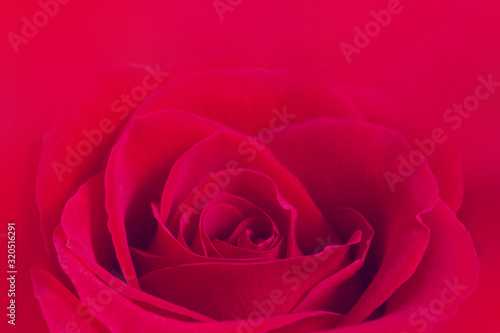 Close up of amazing natural fresh red rose. Flowers bud as symbol of beauty and love. 8 march  14 february  st valentine day and women s day concept. Love and romantic background. Selective focus.