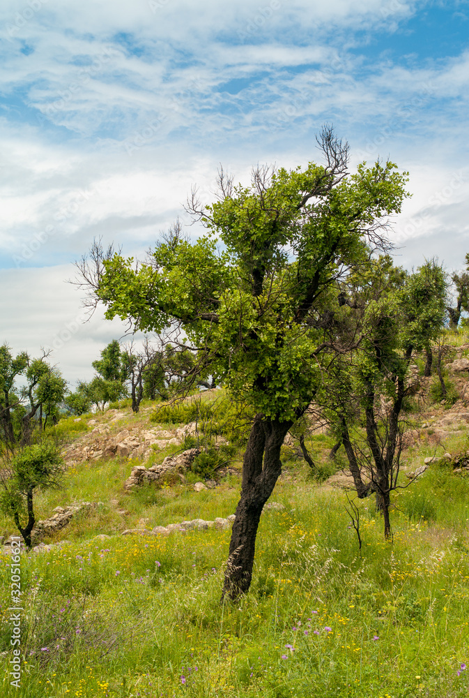 Fototapeta premium Burnt forest that grows back