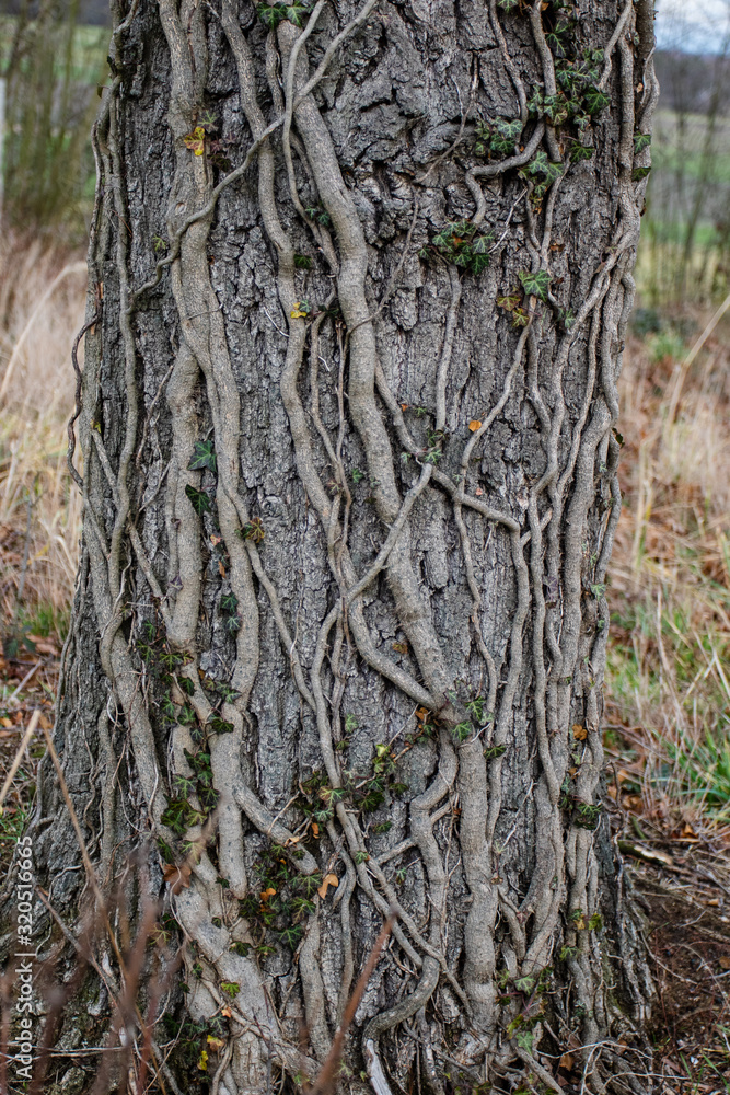 The trunk of a large tree overgrown with ivy. Rough texture of tree bark The trunk of a large tree overgrown with ivy. Rough texture of tree bark