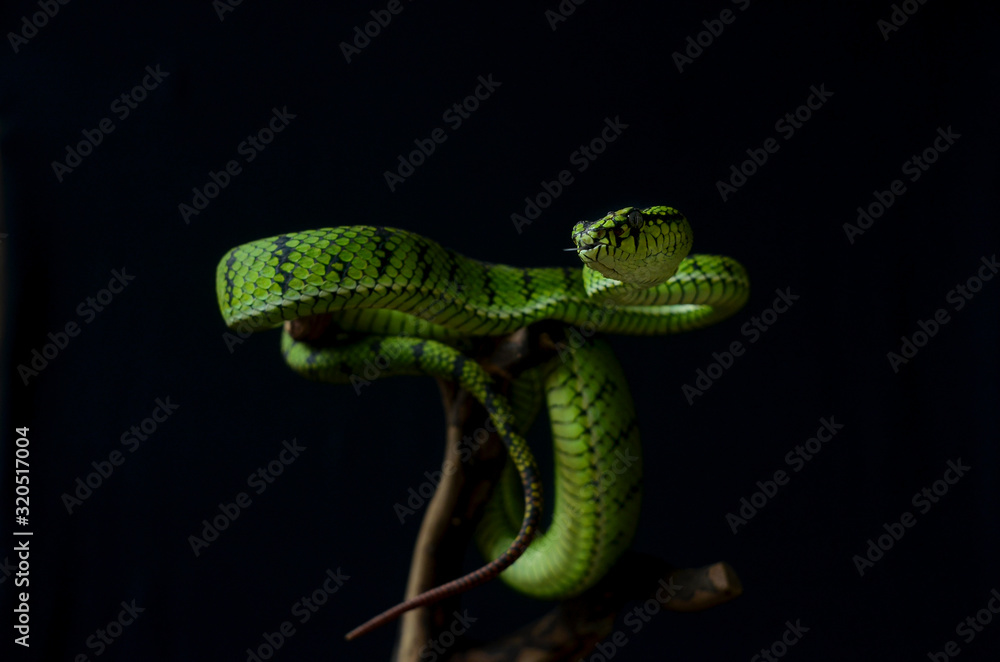 Fototapeta premium green snake on tree