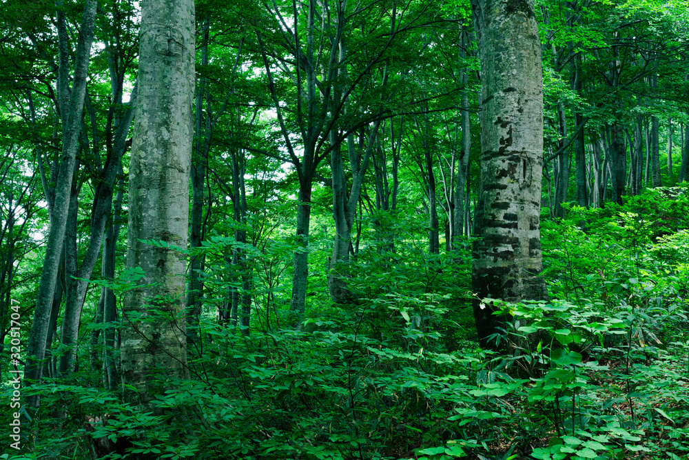 Obraz premium 緑に包まれる夏のブナ林