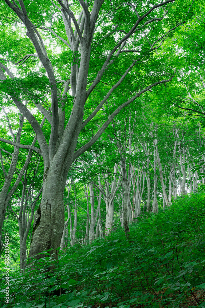 Fototapeta premium 緑に包まれる夏のブナ林