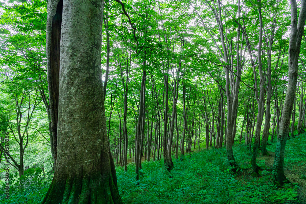 Obraz premium 緑に包まれる夏のブナ林