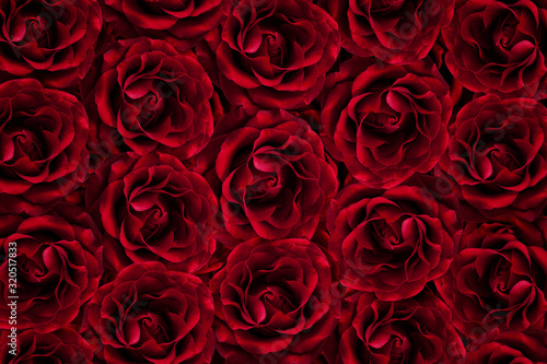 Background of many red roses.