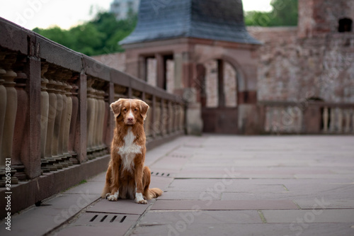 Dog at the castle on a background of vintage architecture. Traveling with a pet. Nova Scotia Duck Tolling Retriever outside