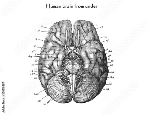 Human brain - Antique engraved illustration from Brockhaus Konversations-Lexikon 1908