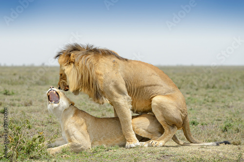 Fototapeta Naklejka Na Ścianę i Meble -  Lion (Panthera leo) pair mating, Ngorongoro conservation area, Tanzania.
