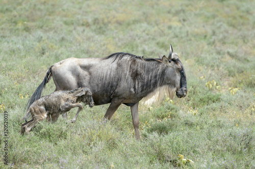 Blue Wildebeest  Connochaetes taurinus  mother walking together with a new born calf on savanna  Ngorongoro conservation area  Tanzania.