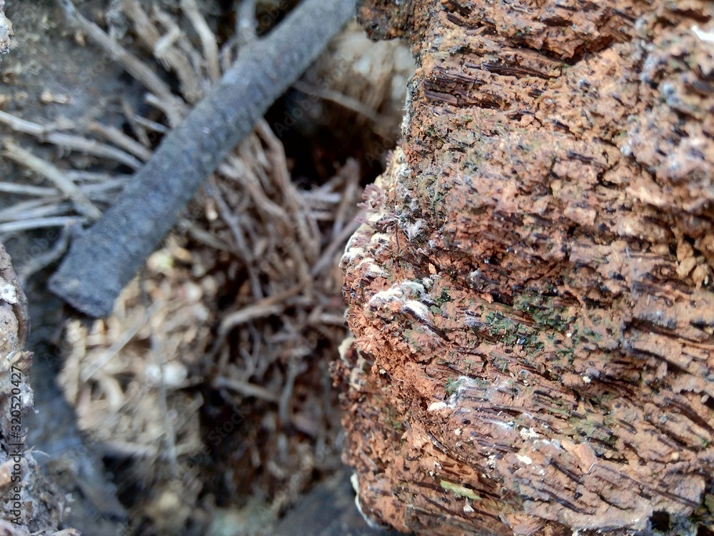 Close up of bamboo humps and bamboo roots in the nature for using as background or wallpaper. Close up of bamboo humps and bamboo roots in the nature for using as background or wallpaper.