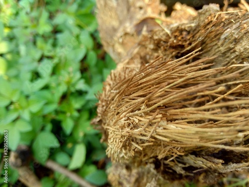 Close up of bamboo humps and bamboo roots in the nature for using as background or wallpaper.