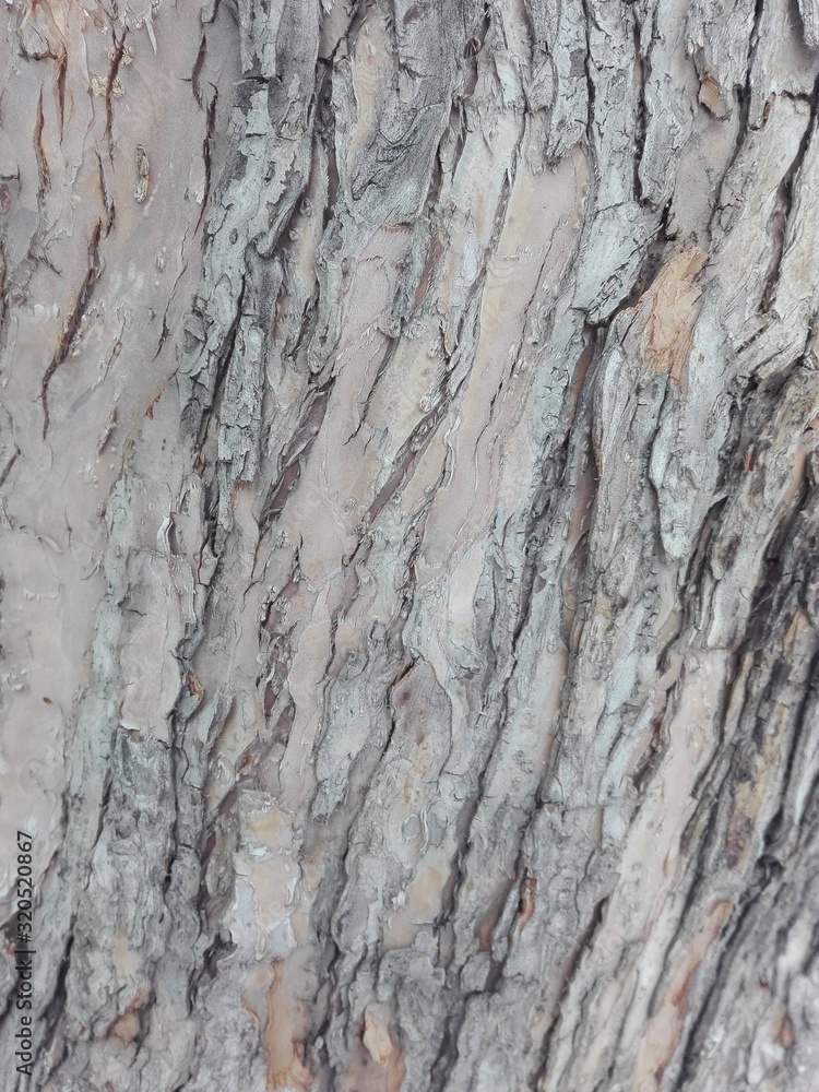 Obraz premium bark of a tree