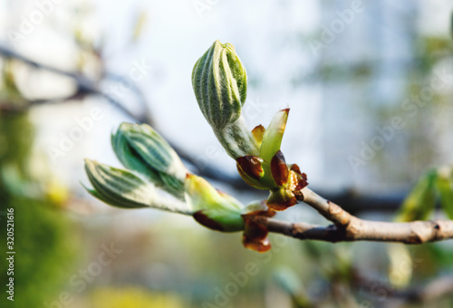 First green Chestnut leaves branches with sunlight. Blossoming spring leaf of chestnut. Nature background
