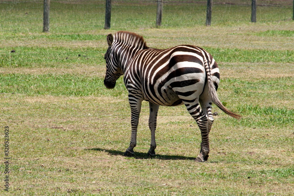 Naklejka premium Mogo Australia, plains zebra standing in field
