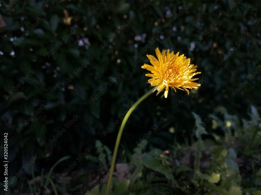 Petite nature : Taraxacum dissectum Petite nature : Taraxacum dissectum