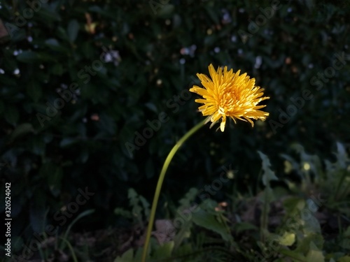 Petite nature   Taraxacum dissectum