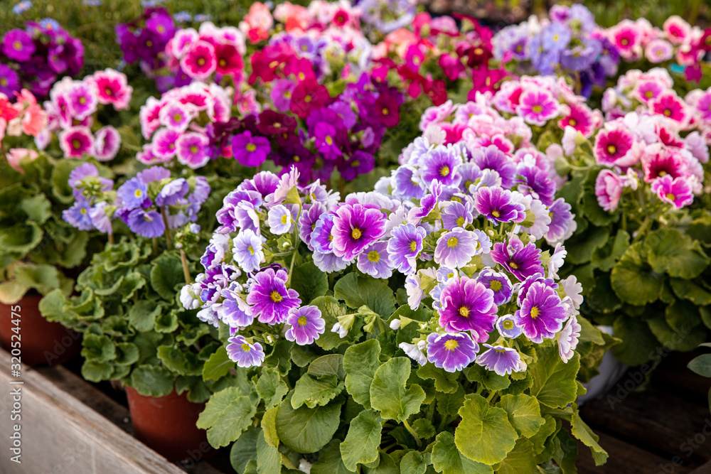Beautiful of spring primroses flowers - primula polyanthus or Perennial primrose in the garden shop at spring season. Beautiful of spring primroses flowers - primula polyanthus or Perennial primrose in the garden shop at spring season.