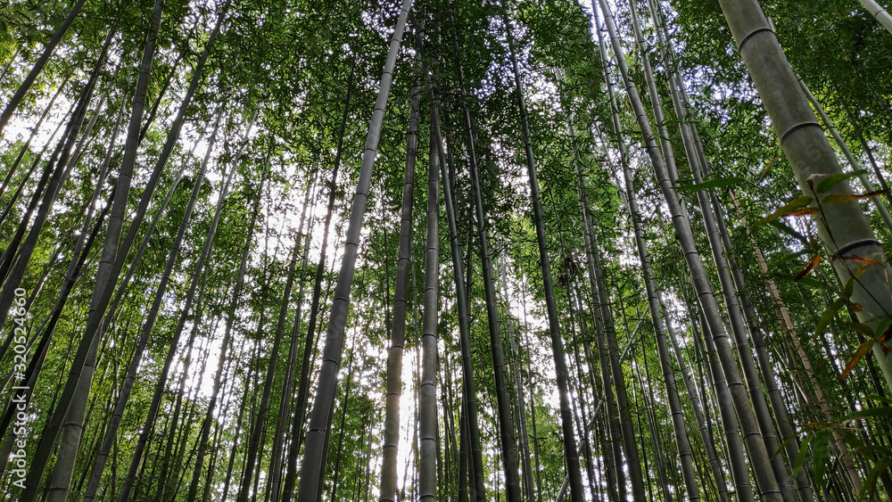 Fototapeta premium Arashiyama Bamboo Forest famous place in Kyoto
