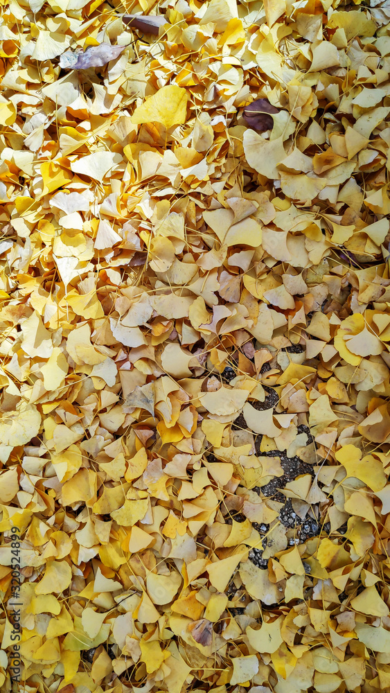 Yellow autumn ginko leave Yellow autumn ginko leave