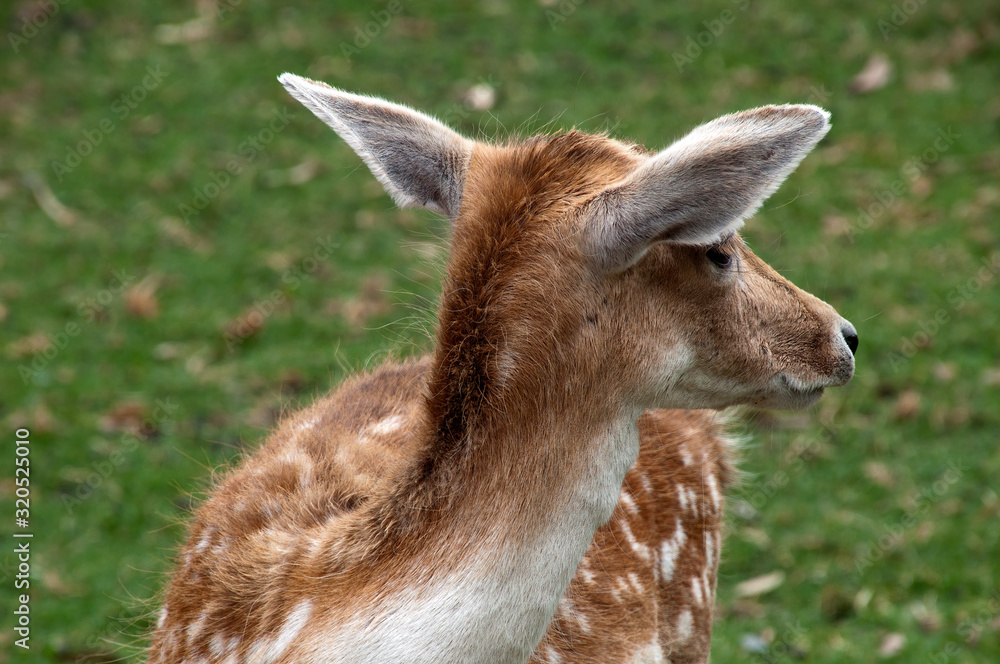 Mogo Australia, close up of head and ears of a fallow deer Mogo Australia, close up of head and ears of a fallow deer