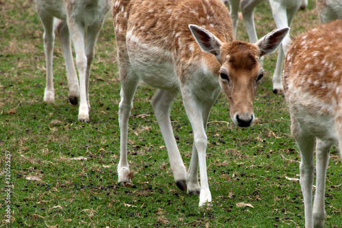 Mogo Australia, close-up of a fallow deer walking with herd