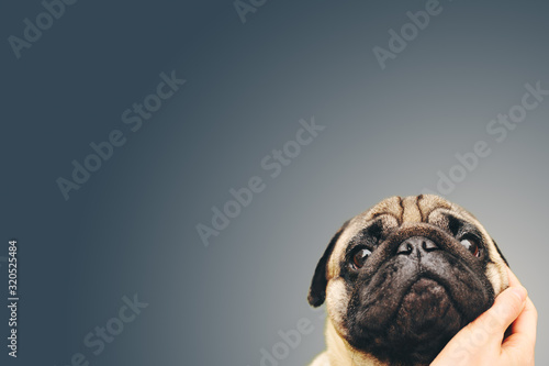 Hi-res pug dog postcard portrait