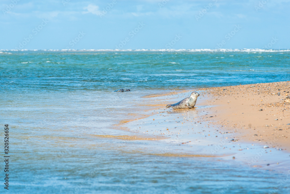 Grey and Common or Harbour Seals Grey and Common or Harbour Seals