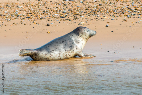 Grey and Common or Harbour Seals