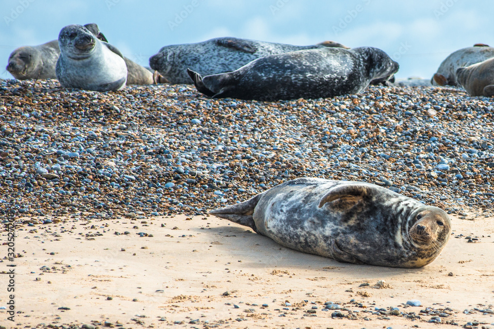 Fototapeta premium Grey and Common or Harbour Seals (Phoca vitulina) on beach at Blakeney Point Norfolk England UK