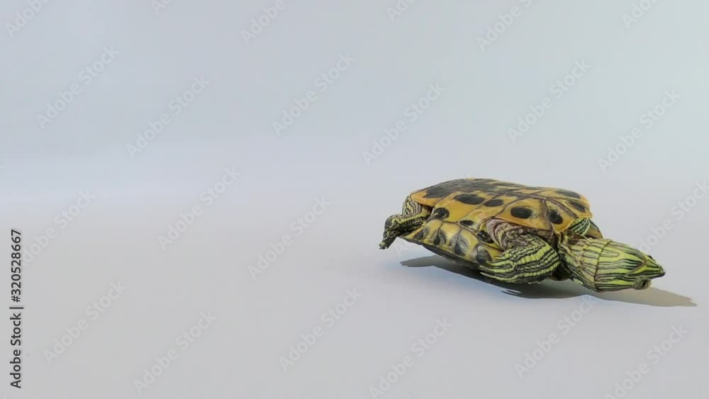 The turtle turns from its back to its feet Stock Video | Adobe Stock