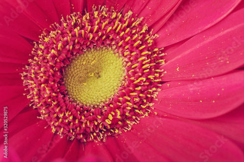 Colourful Gerbera daisies on a sparkly pastel background