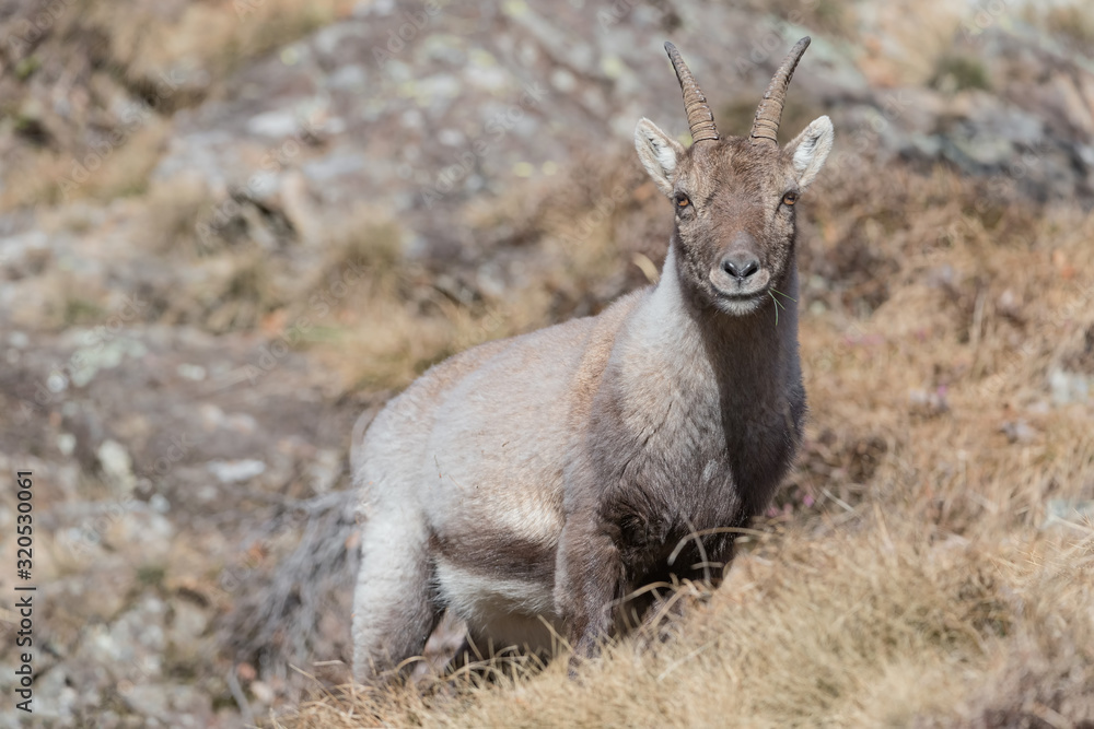 New life, portrait of young Alpine ibex (Capra ibex)