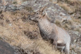 Wonderful portrait of Alpine ibex (Capra ibex)