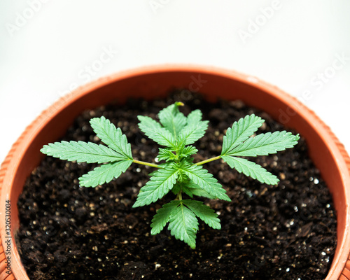 young green sprout of marijuana in a pot on a light background