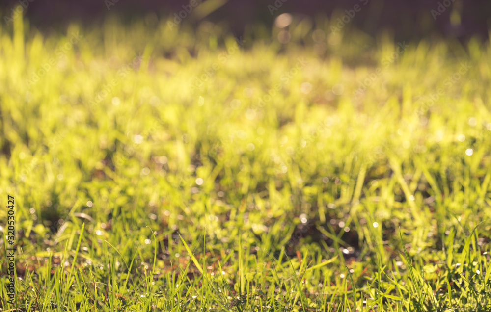 Natural Green lawn background with selective focus. Natural Green lawn background with selective focus.