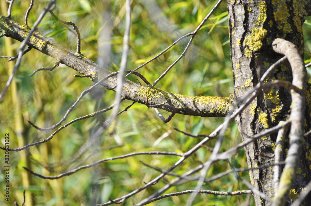 Moss on a tree branch