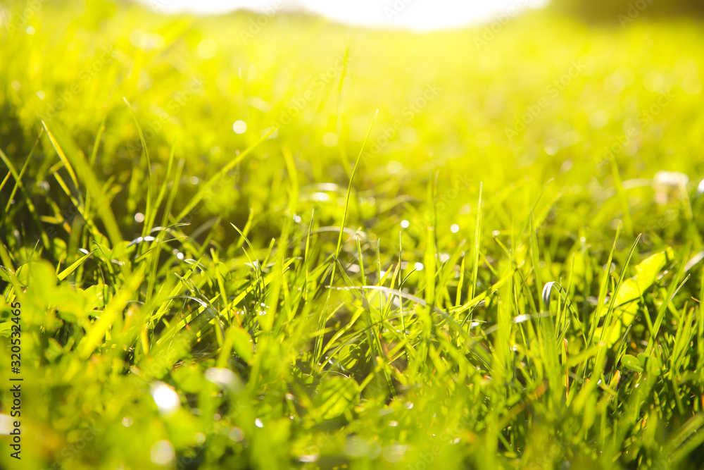 Obraz premium Beautiful green grass. Summer vibes. Spring season. Sun lights in the plants. Nature beauty.