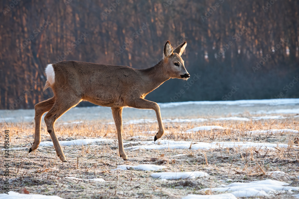Roe deer, capreolus capreolus, doe walking on meadow from side view in winter at sunrise. Wild mammal with brown fur and ears moving in cold weather in nature. Roe deer, capreolus capreolus, doe walking on meadow from side view in winter at sunrise. Wild mammal with brown fur and ears moving in cold weather in nature.