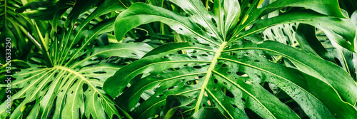 Tropical plants panoramic banner background of green leaves of Monstera Deliciosa Swiss Cheese plant leaf texture.