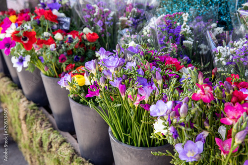 Full buckets of fresh cut beautiful freesia flowers in blue  purple  pink colors at the greek flowers shop in spring time.