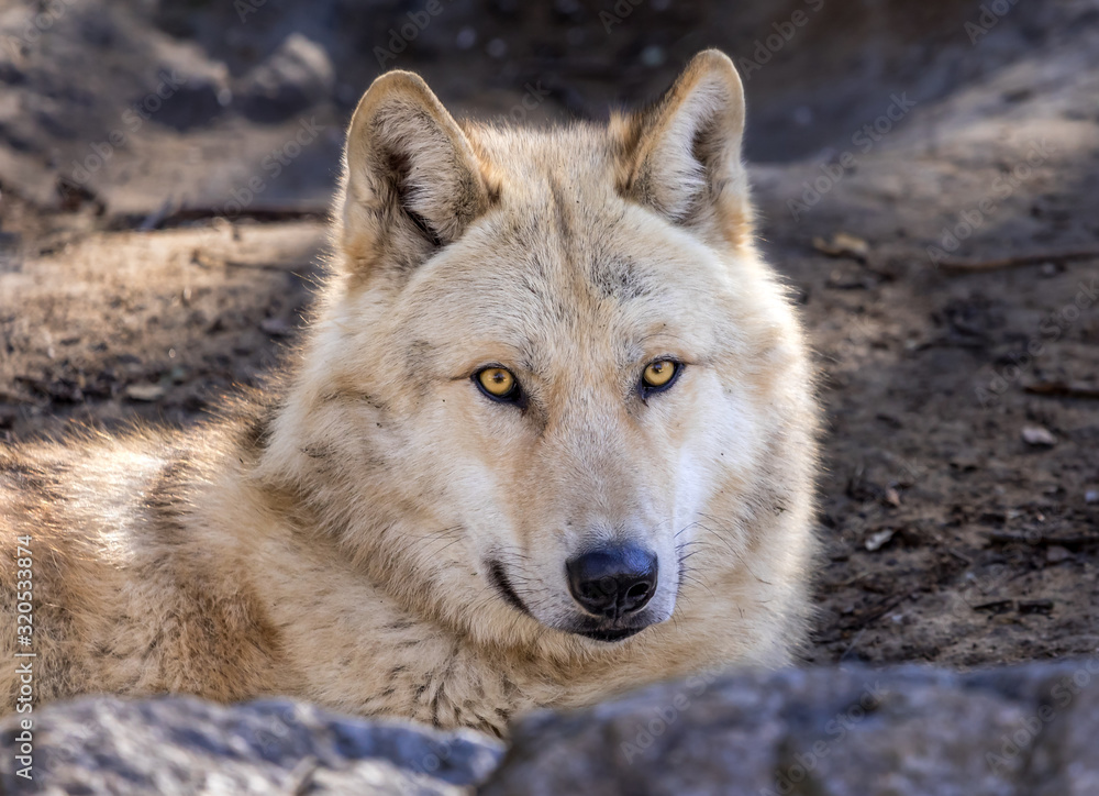 Obraz premium White Arctic Wolf