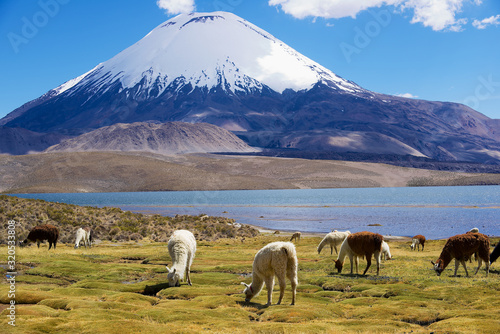 White alpacas (Vicugna pacos) graze at the Chungara lake shore at 3200 meters above sea level with Parinacota volcano at the background in Lauca National park near Putre, Chile.