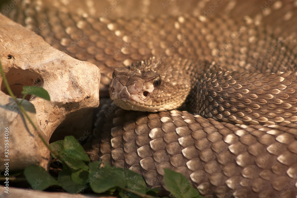 Obraz premium Brown Pit Viper