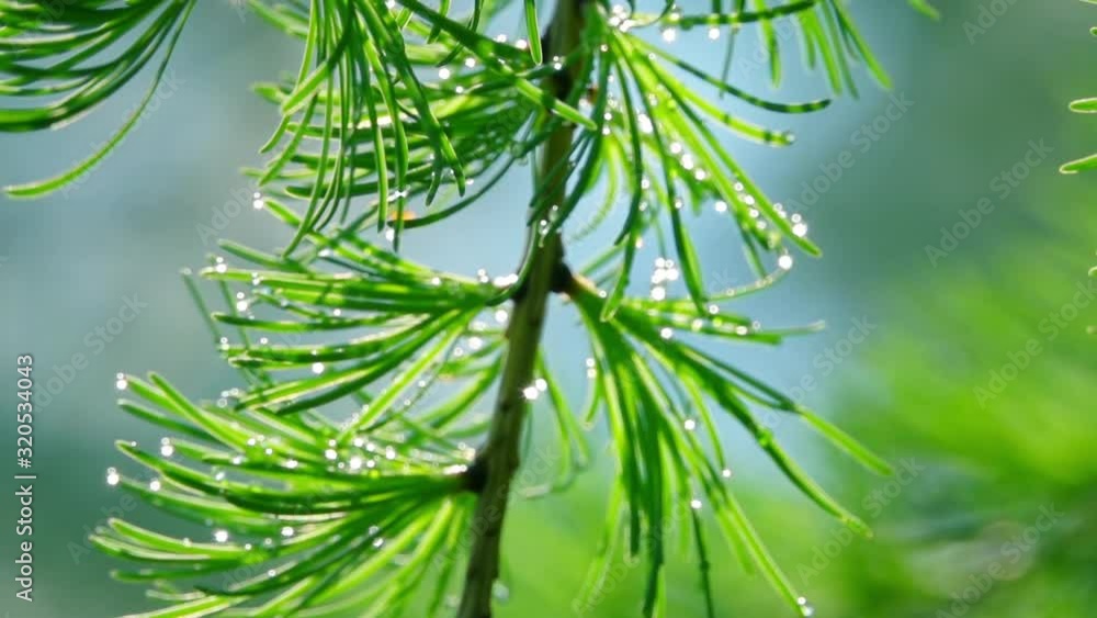 Panning view of larch tree branch with water drops on needles in slow motion. Beautiful conifer background. Natural lighting.