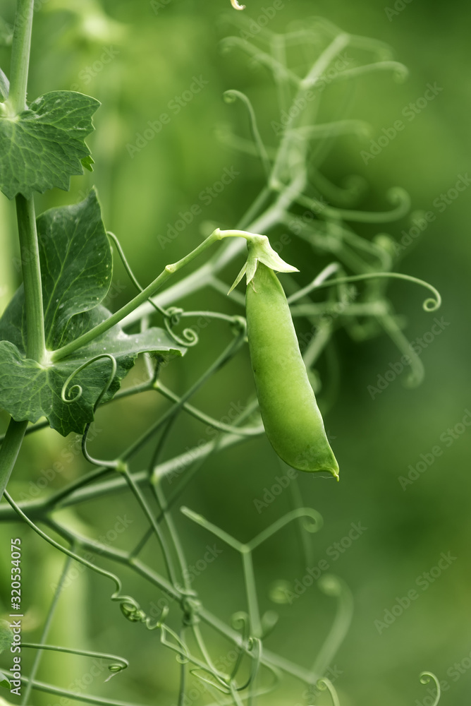 Obraz premium Locally grown green pea in organic garden