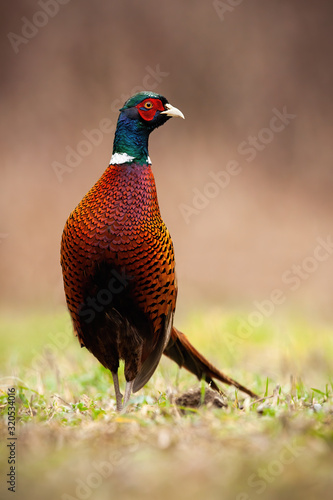 Common pheasant, phasianus colchicus, cock with white ring, red and green head and orange body observing curiously in wilderness. Vertical portrait of curious wild bird.