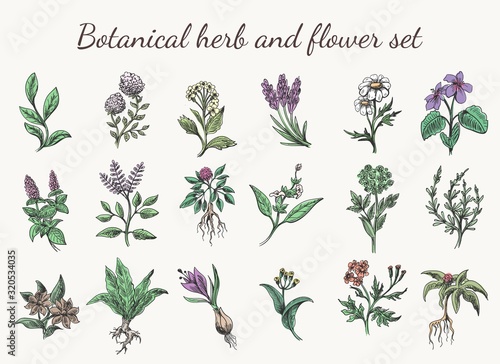 Vintage color herbs and flowers