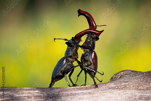 Stag beetles, lucanus cervus, standing in an upright position during a territorial combat. Two large black and brown insects with antlers dancing in nature. photo