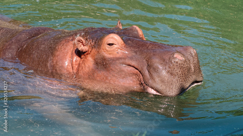 Close up shot of adult hippo stay in river in sunny day, swimming in water.